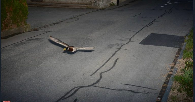 Duck Sets Off the Same Speed Camera it Triggered Exactly Seven Years Earlier