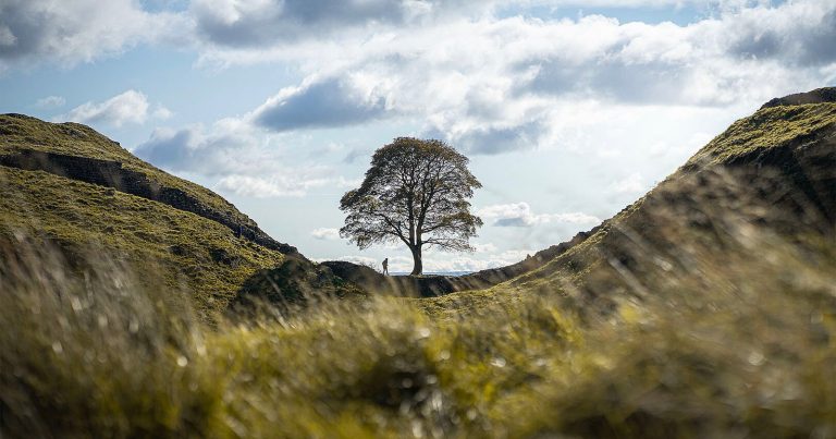 Two Men Convicted of Felling Iconic Sycamore Tree Beloved by Photographers