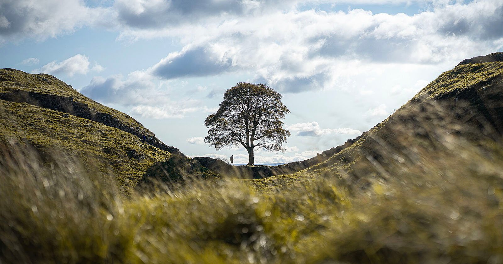 Two Men Convicted of Felling Iconic Sycamore Tree Beloved by Photographers Two Men Convicted of Felling Iconic Sycamore Tree Beloved by Photographers