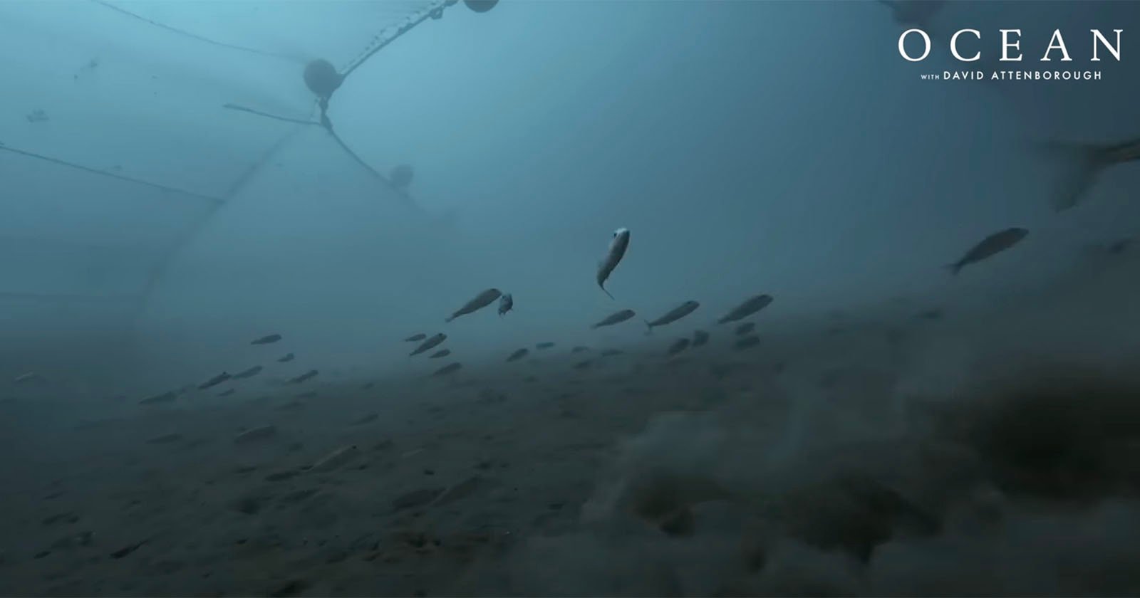 First-Ever Footage Reveals the Impact of Bottom Trawling on the Ocean Floor First-Ever Footage Reveals the Impact of Bottom Trawling on the Ocean Floor