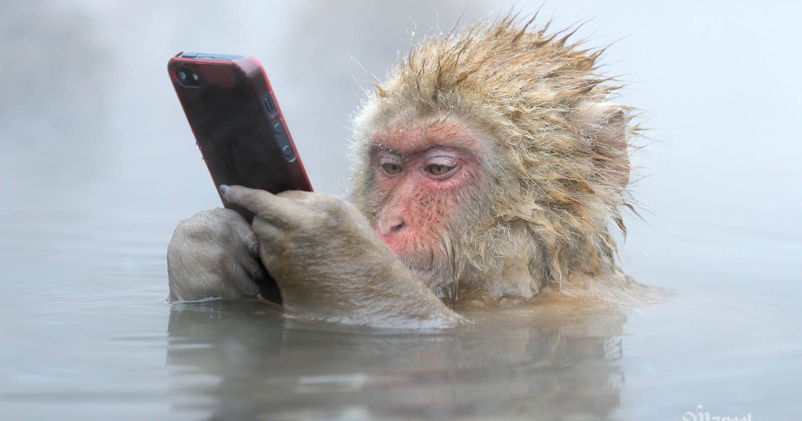 I Brought My Bestselling Wildlife Photography Book to Life with AI I Brought My Bestselling Wildlife Photography Book to Life with AI