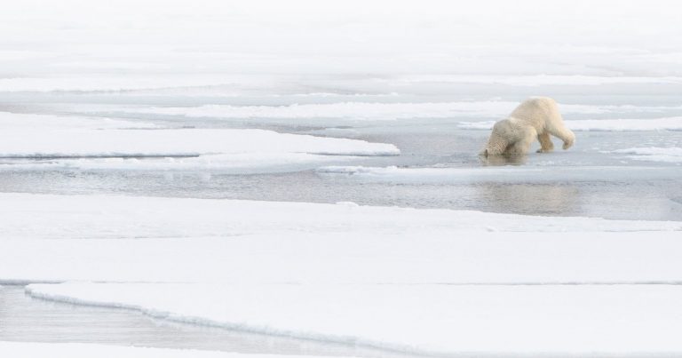 Aquatic Stalk in Precious Spring: How Polar Bears Hunt In a Changing World