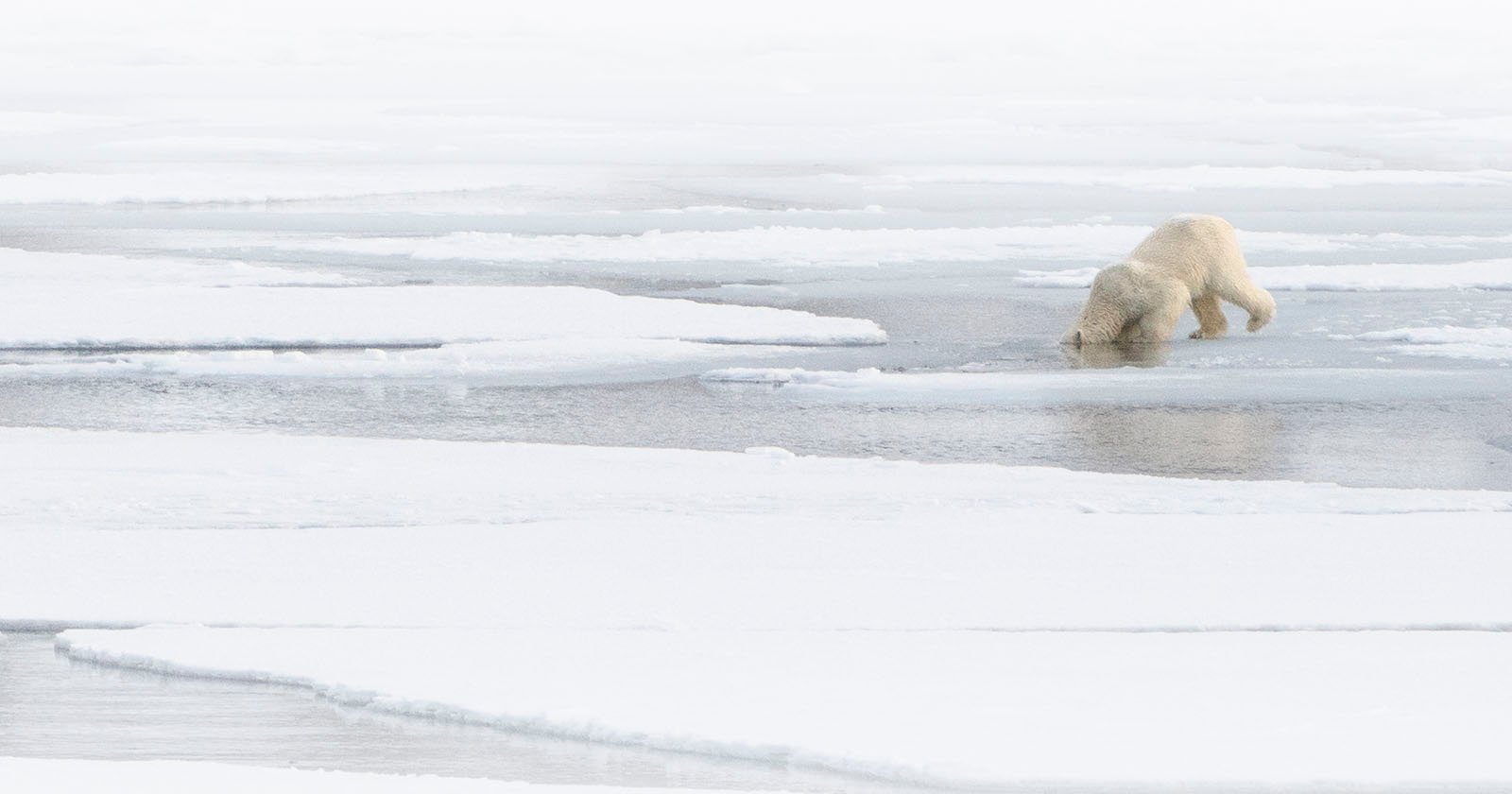 Aquatic Stalk in Precious Spring: How Polar Bears Hunt In a Changing World Aquatic Stalk in Precious Spring: How Polar Bears Hunt In a Changing World