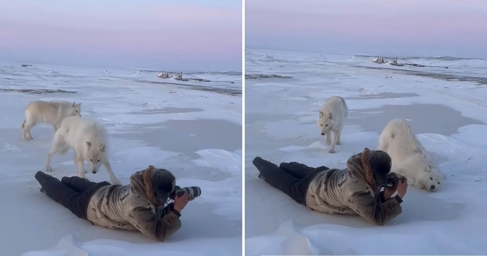 Arctic Wolves Cozy Up To Wildlife Photographers in Magical Moment Caught on Camera Arctic Wolves Cozy Up To Wildlife Photographers in Magical Moment Caught on Camera