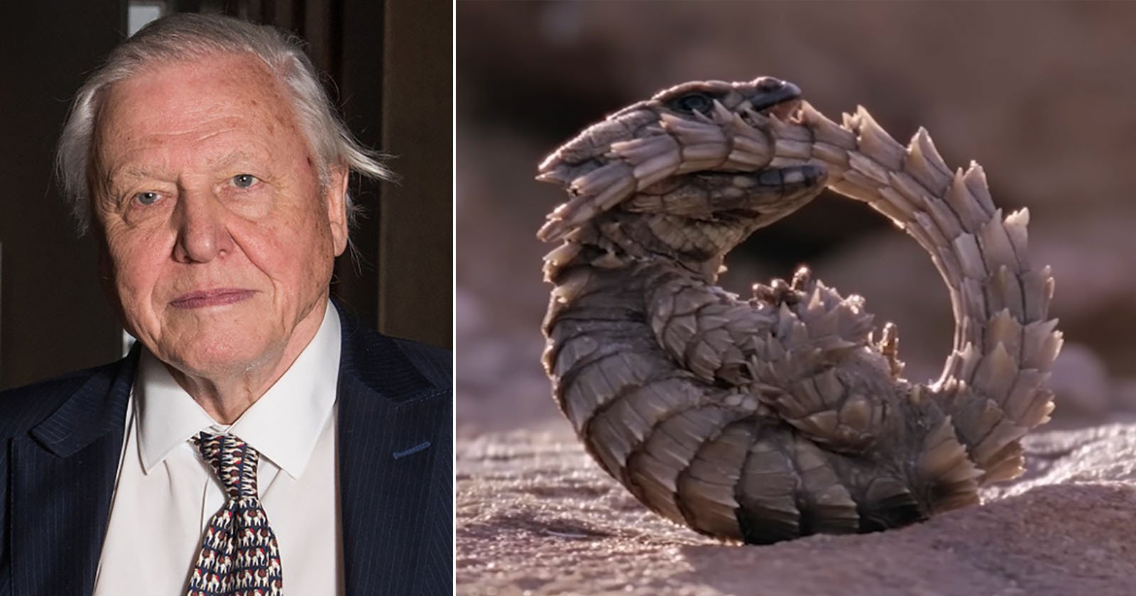 Six Hours of Sir David Attenborough’s 99 Most Iconic Moments Six Hours of Sir David Attenborough’s 99 Most Iconic Moments