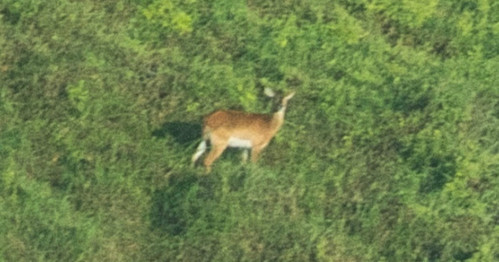 Nearly Extinct Antelope Species is Photographed for the First Time Ever Nearly Extinct Antelope Species is Photographed for the First Time Ever