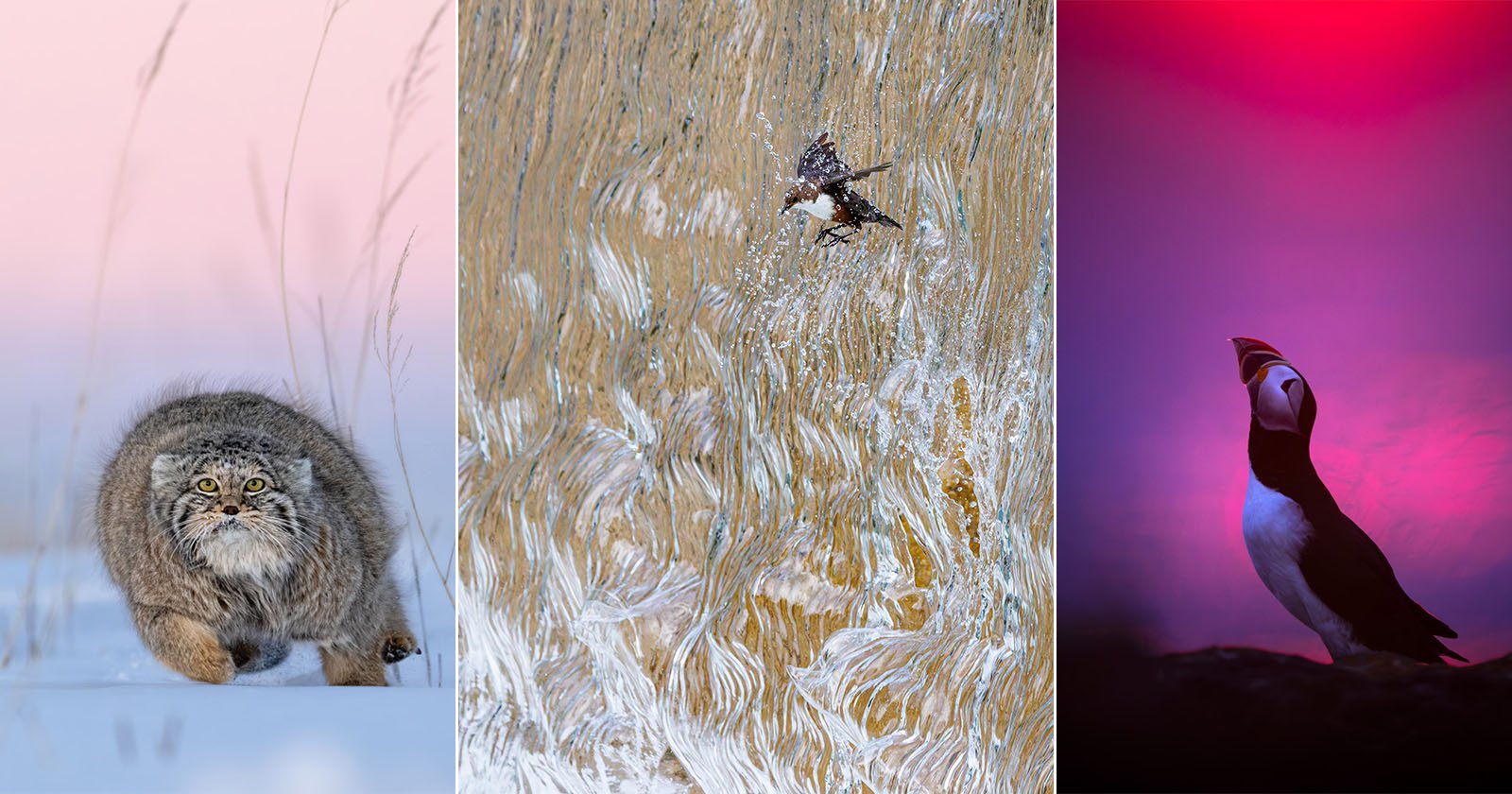 Photo of Bird Bursting Through Waterfall Wins GDT Nature Photographer of the Year 2025 Photo of Bird Bursting Through Waterfall Wins GDT Nature Photographer of the Year 2025