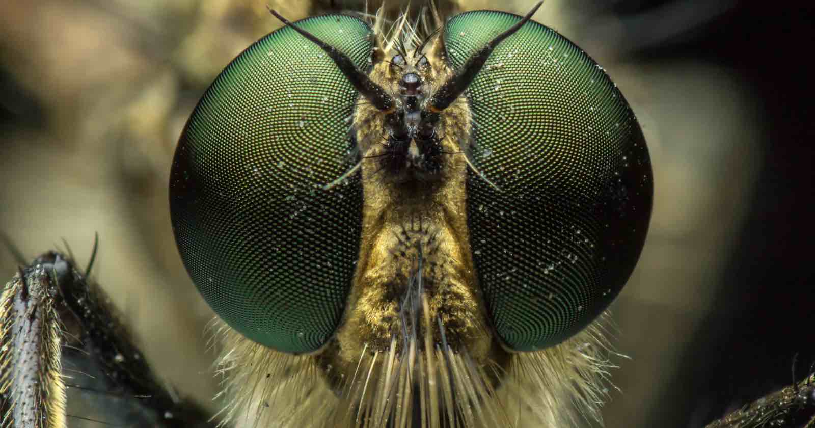 Scientists Create Tiny Insect-Inspired Camera That Captures 9,120 FPS in Near Darkness Scientists Create Tiny Insect-Inspired Camera That Captures 9,120 FPS in Near Darkness