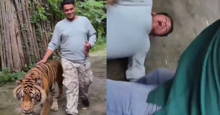 Tourist’s Photo Shoot with Tiger Goes Horribly Wrong