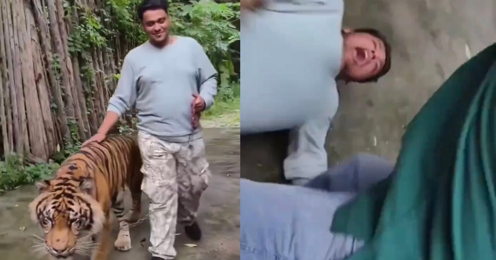 Tourist’s Photo Shoot with Tiger Goes Horribly Wrong Tourist’s Photo Shoot with Tiger Goes Horribly Wrong