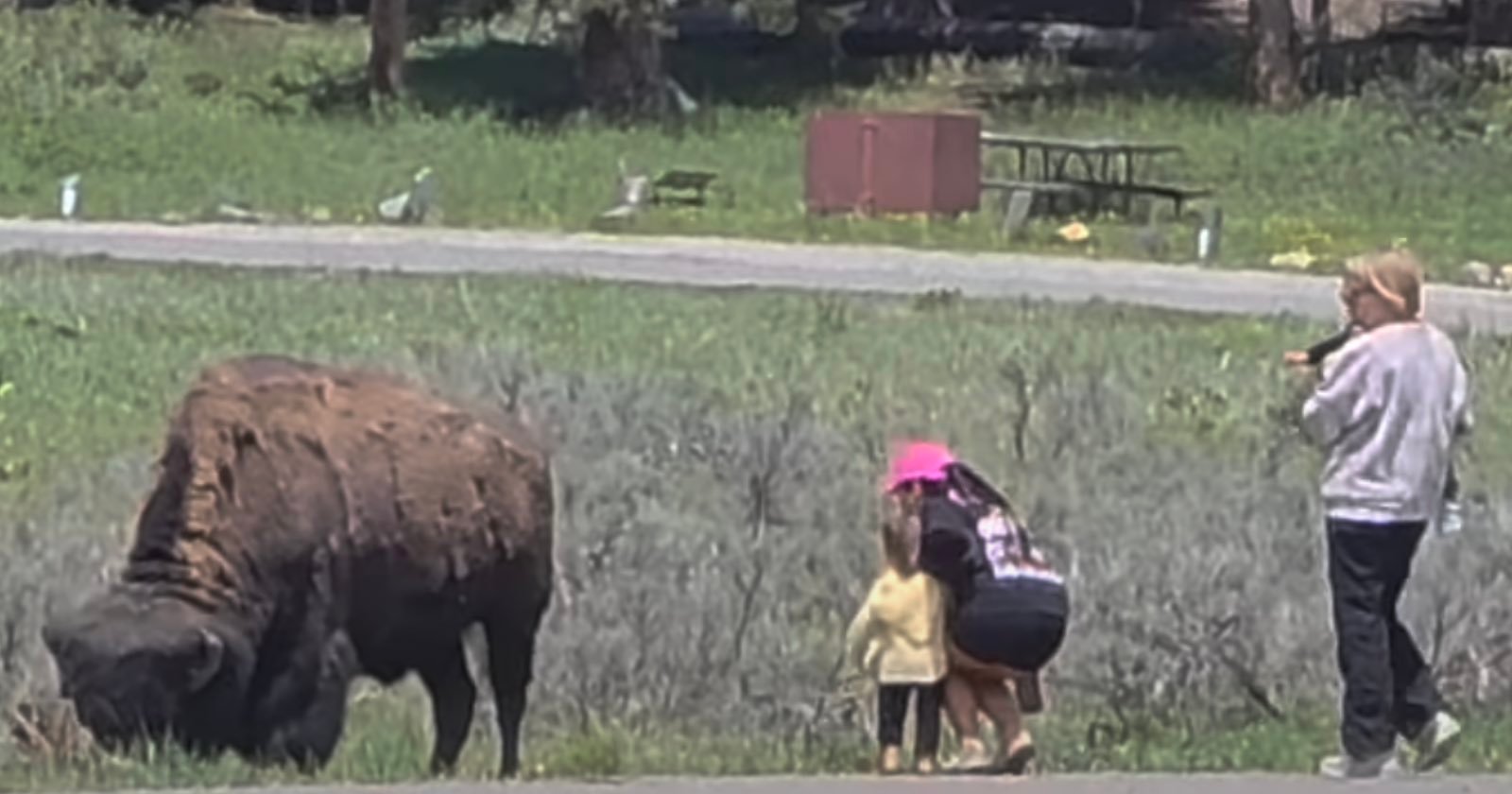 Photographer Catches Tourist Letting Toddler Stand Inches from Bison at Yellowstone Park Photographer Catches Tourist Letting Toddler Stand Inches from Bison at Yellowstone Park