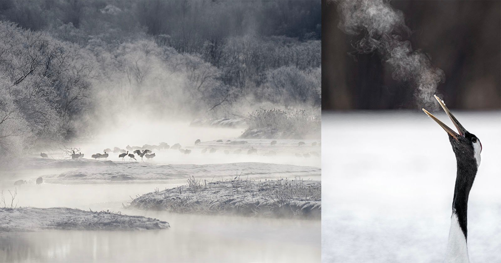 Photographer Travels Thousands of Miles to Capture Japan’s Sacred Bird Photographer Travels Thousands of Miles to Capture Japan’s Sacred Bird