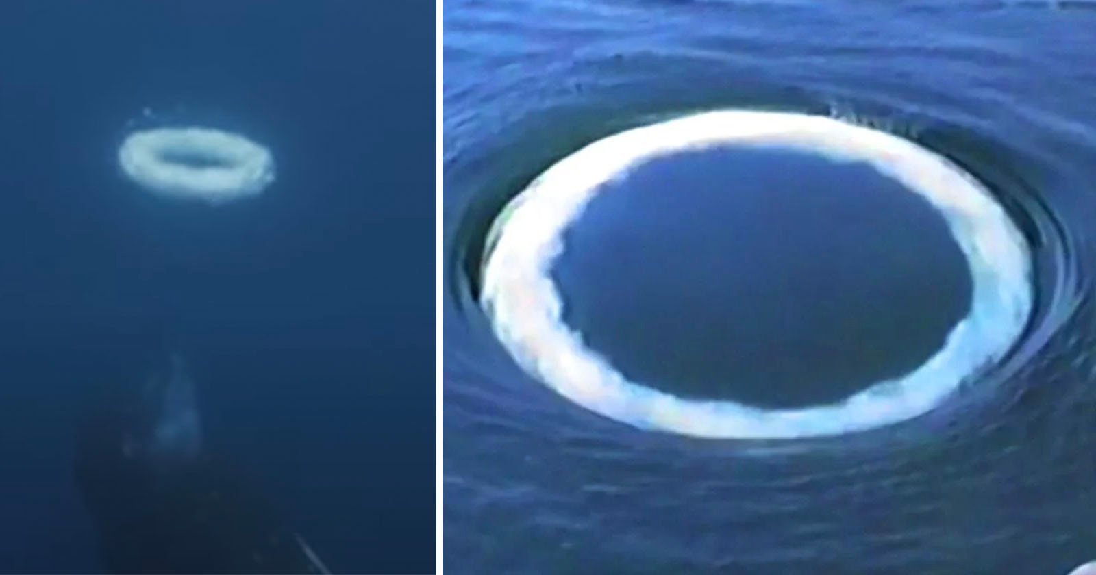 Scientists Photograph Humpback Whales Blowing Bubble Rings to ‘Speak’ to Humans