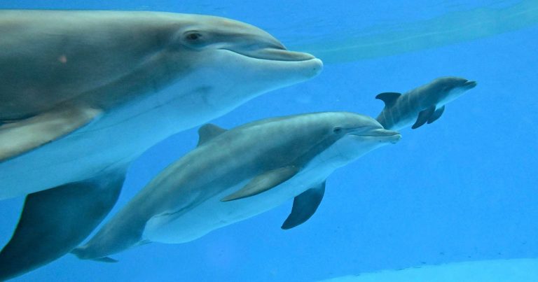 Zookeepers Capture the Rare Moment a Dolphin Gives Birth