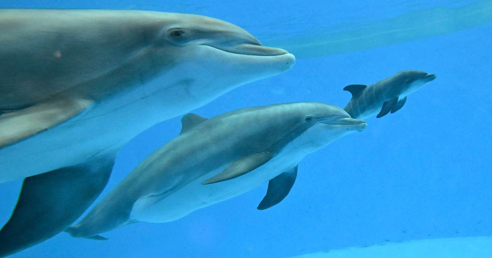 Zookeepers Capture the Rare Moment a Dolphin Gives Birth Zookeepers Capture the Rare Moment a Dolphin Gives Birth