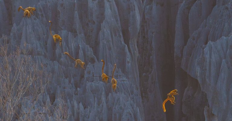 Leaping Lemur Mom Wins BigPicture’s 12th Annual Nature Photography Competition