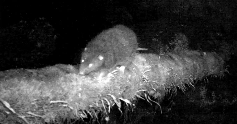 Giant Woolly Rat Caught on Camera for First Time Ever