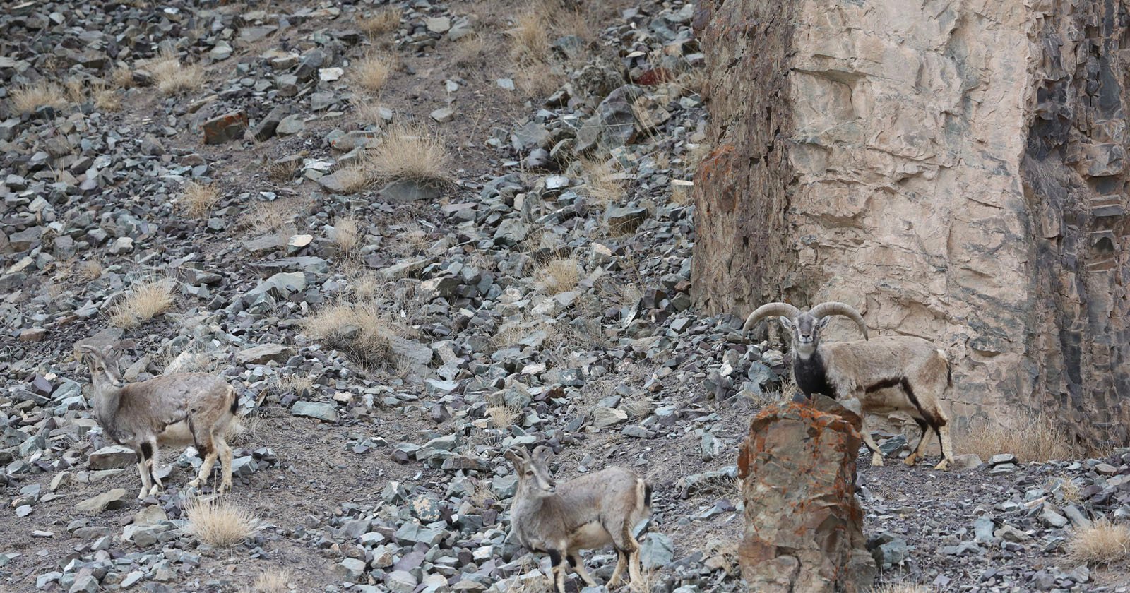 Photographer’s Viral Image of a Snow Leopard is Her Most Famous, But Can You Spot It? Photographer’s Viral Image of a Snow Leopard is Her Most Famous, But Can You Spot It?