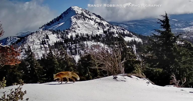Photographer Captures Rare Sierra Nevada Red Fox on Trail Camera