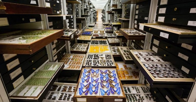 Smithsonian to Photograph 200,000 Insects With Custom Conveyor System