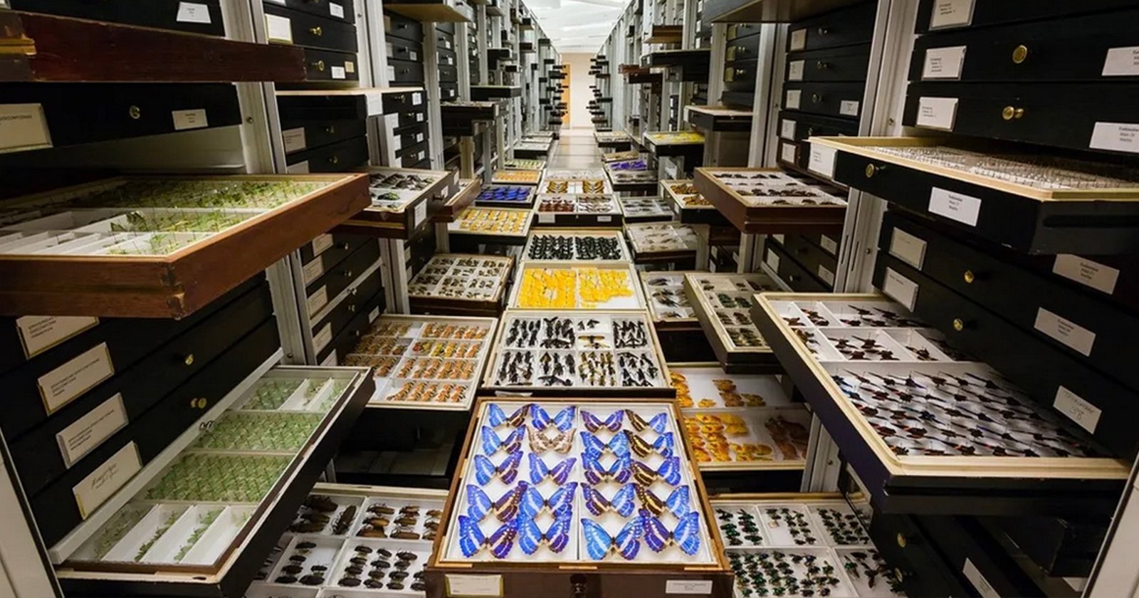 Smithsonian to Photograph 200,000 Insects With Custom Conveyor System Smithsonian to Photograph 200,000 Insects With Custom Conveyor System