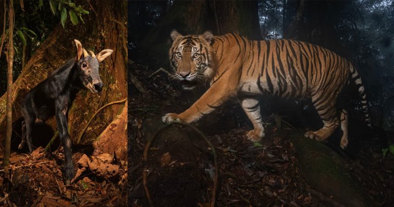 Photographer Spends Four Years Capturing Extremely Rare Shots of Wild Sumatran Tigers