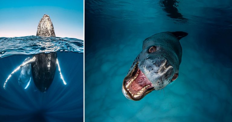 15 Stunning Underwater Photos from the United Nations World Oceans Day Contest