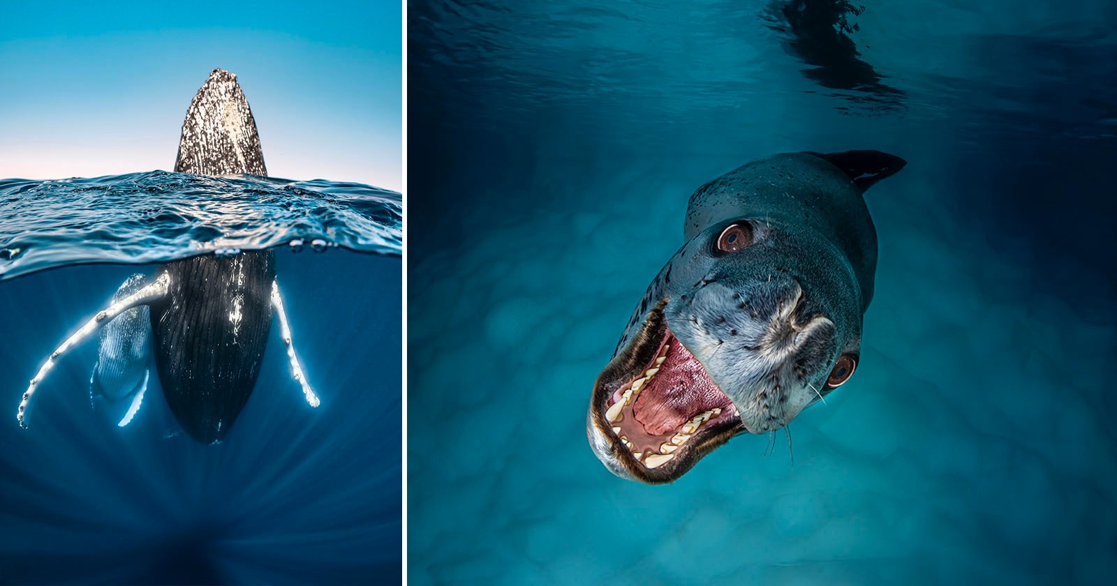 15 Stunning Underwater Photos from the United Nations World Oceans Day Contest 15 Stunning Underwater Photos from the United Nations World Oceans Day Contest