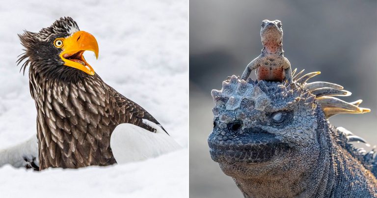 The Funniest Photos So Far in the 2025 Nikon Comedy Wildlife Awards