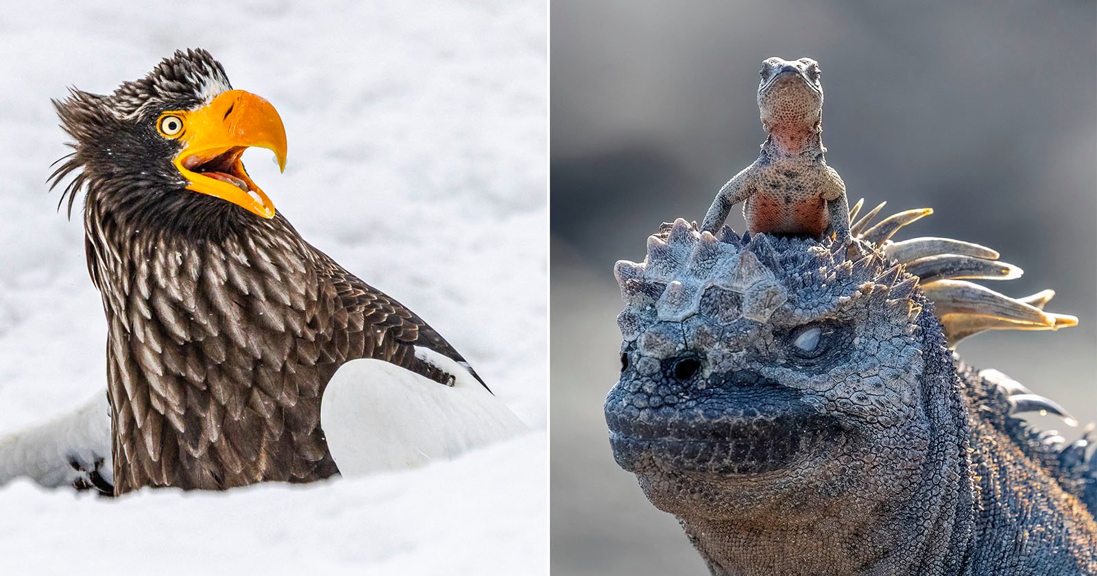The Funniest Photos So Far in the 2025 Nikon Comedy Wildlife Awards The Funniest Photos So Far in the 2025 Nikon Comedy Wildlife Awards