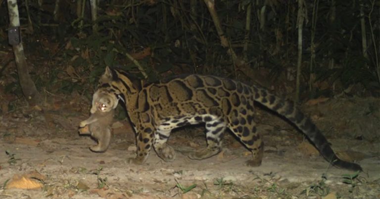 Camera Trap Captures First-Ever Photo of Clouded Leopard Hunting a Slow Loris