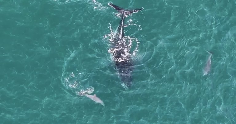 Drone Captures Dolphins Guiding Lost Humpback Whale to Deeper Water