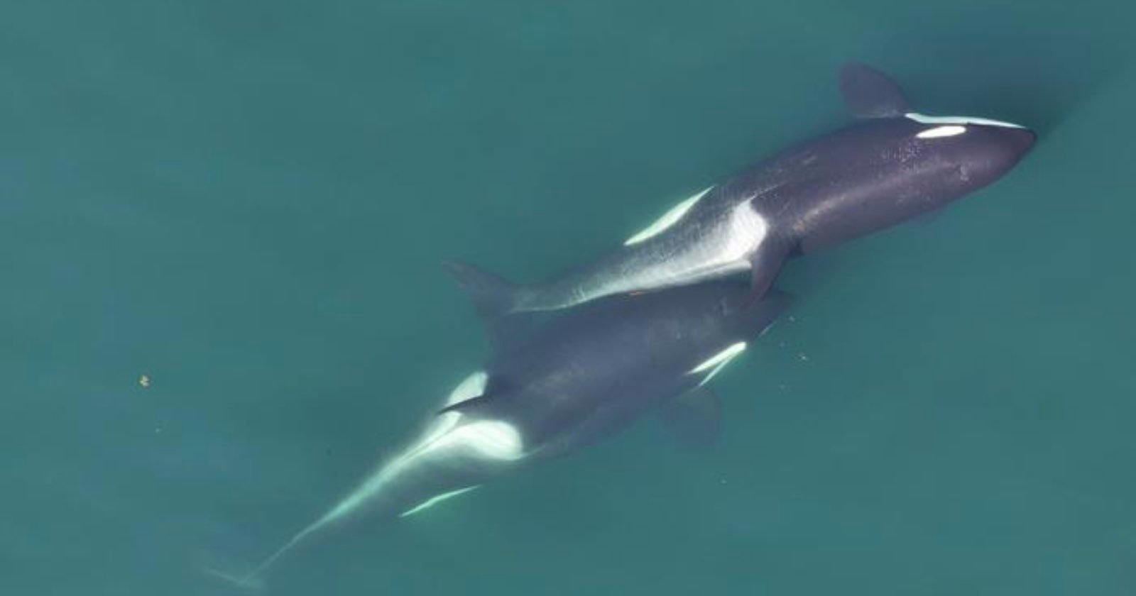 Drone Captures First Footage of Killer Whales Using Tools Drone Captures First Footage of Killer Whales Using Tools