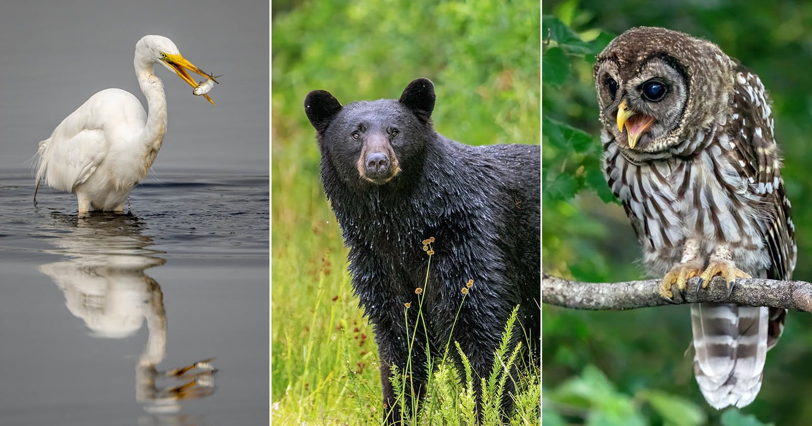 I Took 6,000 Photos With the Sigma 300-600mm f/4: It’s Almost Perfect I Took 6,000 Photos With the Sigma 300-600mm f/4: It’s Almost Perfect