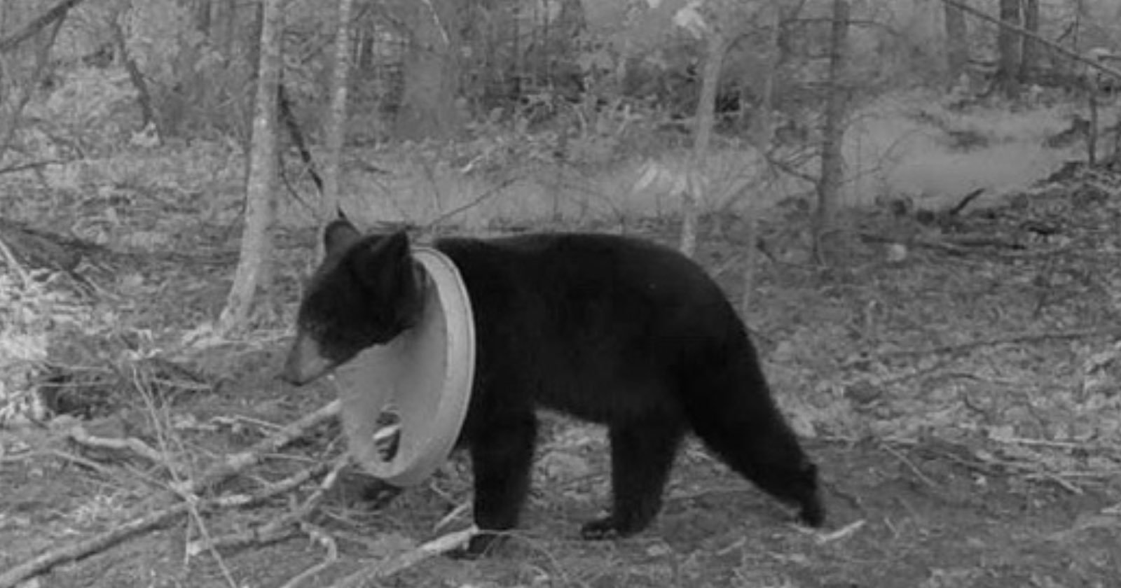 Trail Camera Leads to Rescue of Black Bear Stuck in Plastic Lid for Two Years Trail Camera Leads to Rescue of Black Bear Stuck in Plastic Lid for Two Years