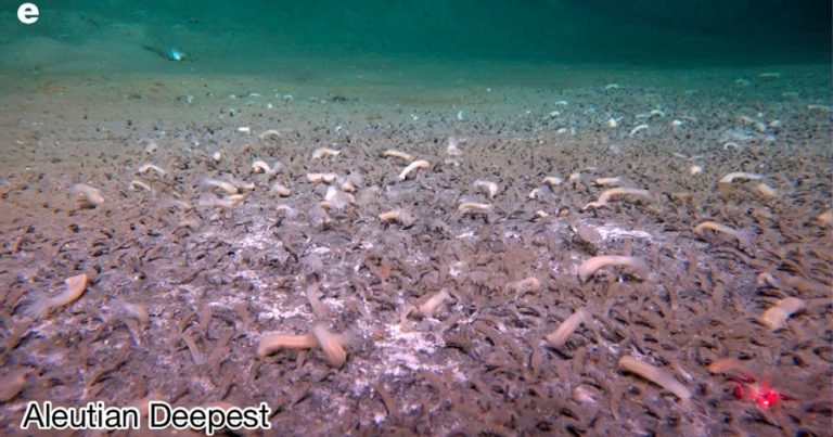 Researchers Dive Over 30,000 Feet into Ocean Trench and Film Life