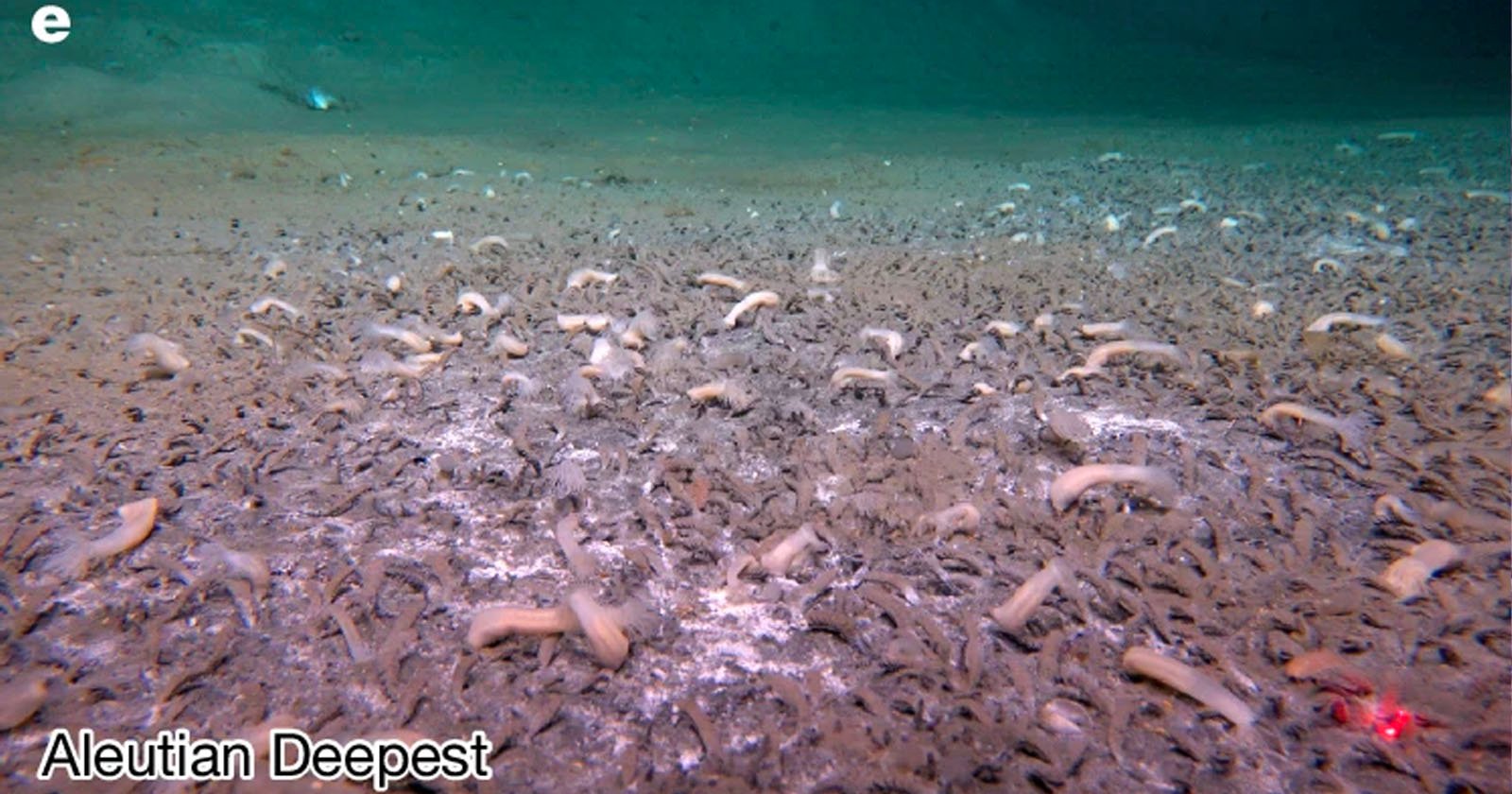 Researchers Dive Over 30,000 Feet into Ocean Trench and Film Life Researchers Dive Over 30,000 Feet into Ocean Trench and Film Life