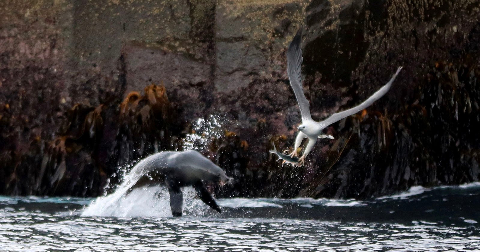 The 12 Finalists of the Beaker Street Science Photography Prize