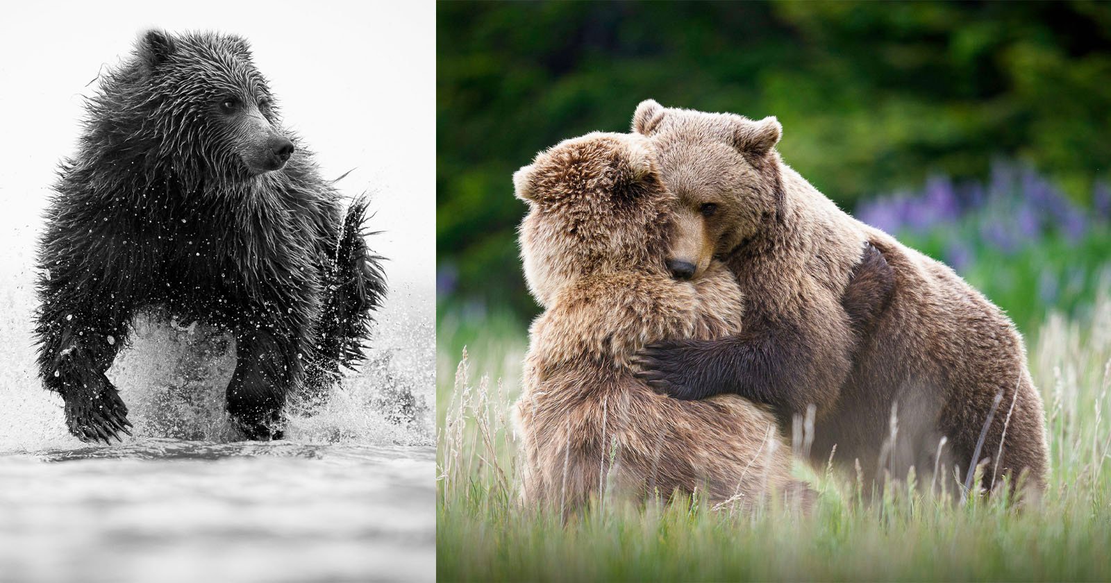 Photographer Gets Within 20 Feet of Brown Bears and Captures Thrilling Images Photographer Gets Within 20 Feet of Brown Bears and Captures Thrilling Images