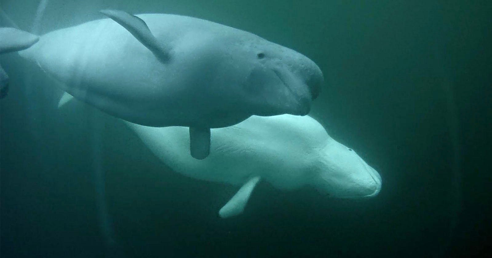 This Livestream Camera Will Capture the Annual Beluga Whale Migration This Livestream Camera Will Capture the Annual Beluga Whale Migration