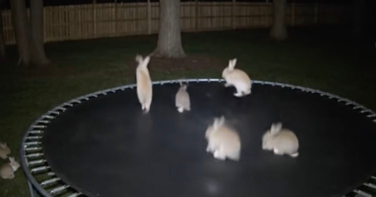 People Are Falling for an AI Video of Bunnies Bouncing on a Trampoline People Are Falling for an AI Video of Bunnies Bouncing on a Trampoline