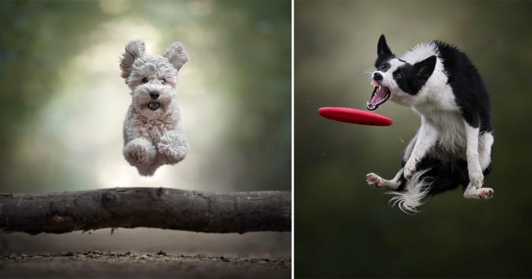 Photographer Explains How He Captures High-Octane Dog Photos