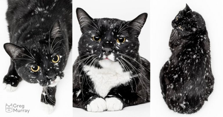 Photographer Turns ‘Star’-Covered Cat Into Animal-Saving Sensation