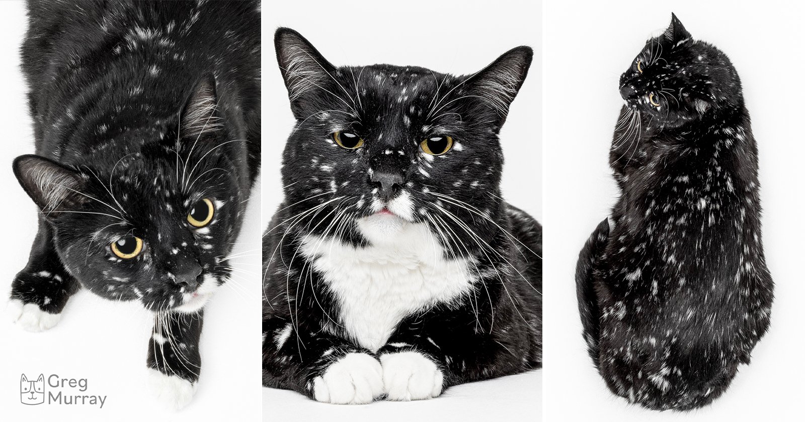 Photographer Turns ‘Star’-Covered Cat Into Animal-Saving Sensation
