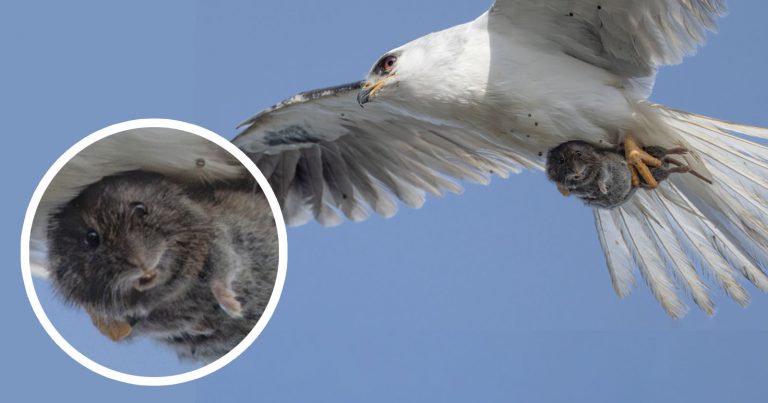 Hapless Vole Looks Directly into the Camera as It’s Carried Away by a Kite
