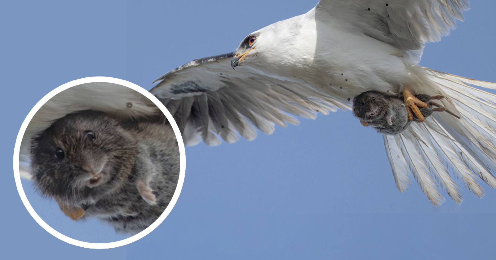 Hapless Vole Looks Directly into the Camera as It’s Carried Away by a Kite