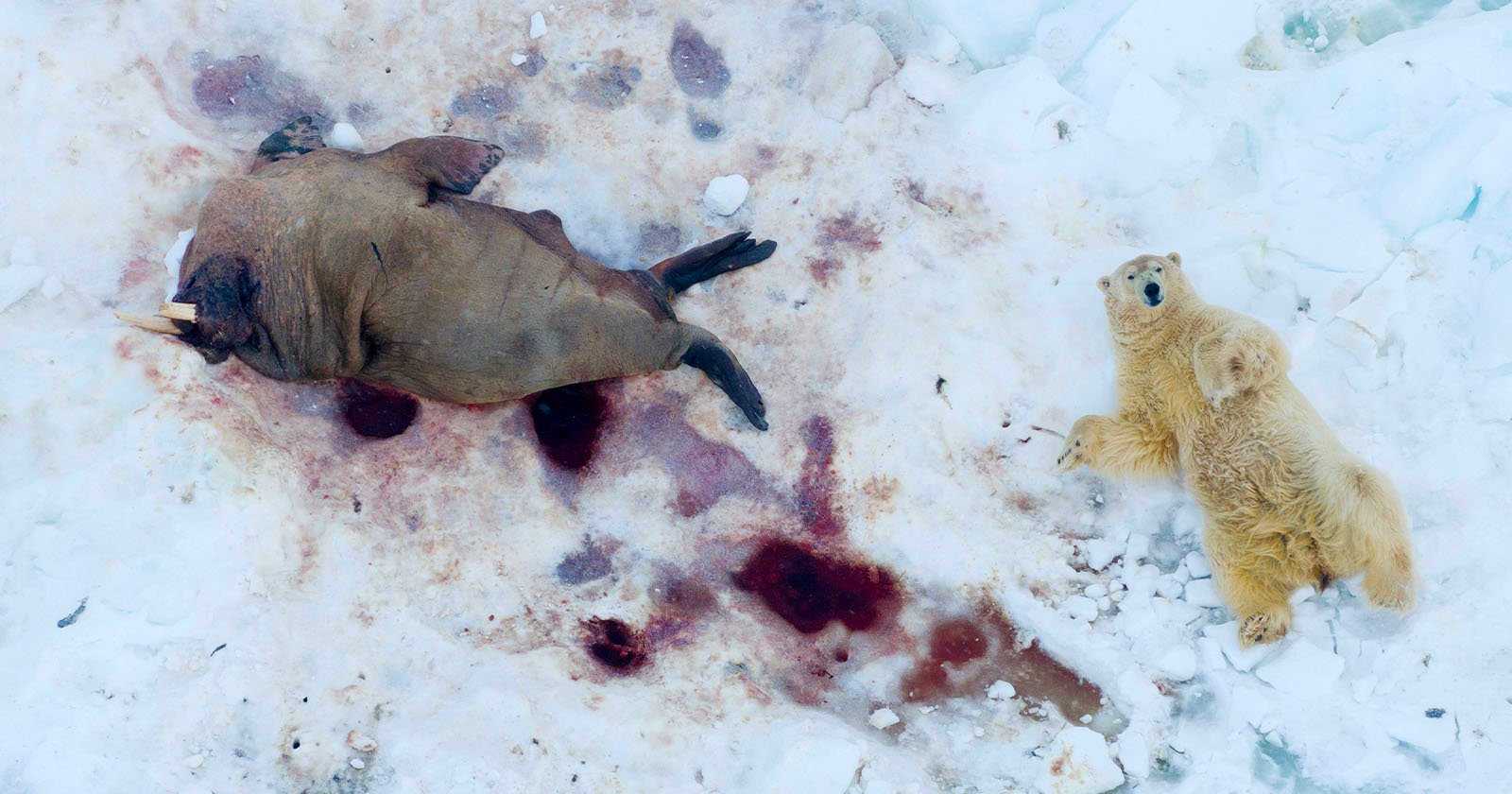 The Winners of the Inaugral International Aerial Photographer of the Year