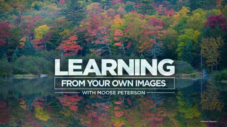 Learning From Your Own Images with Moose Peterson