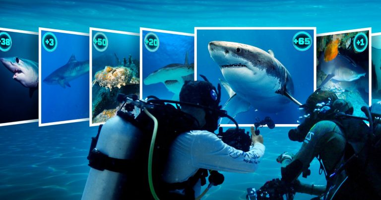 New Netflix Show Offers $50,000 for Getting Photos of the World’s Rarest Sharks