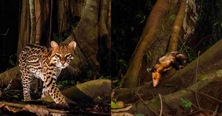 Scientists Baffled by Video Footage of Ocelots and Opossums Playing Together
